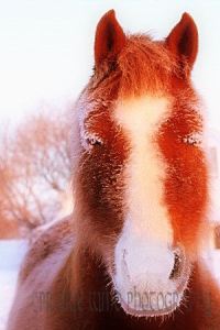 Nijna straigithedn ornish