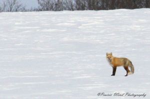 IMG_3568 1 Red Fox