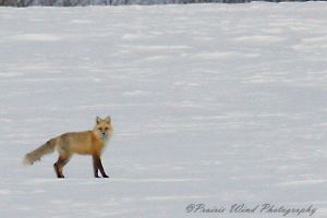 Red Fox