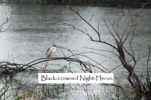 Black-crowned Night-Heron