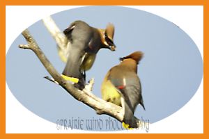  Cedar Waxwing
