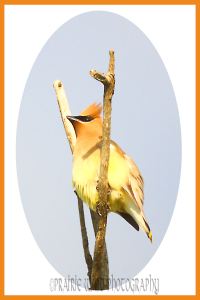 Cedar Waxwing