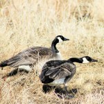IMG_9136 geese
