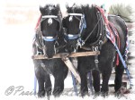 PWP Sleigh Ride0067